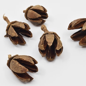 Alatus Pods Natural Terrarium Vivarium Isopod Botanical Decor