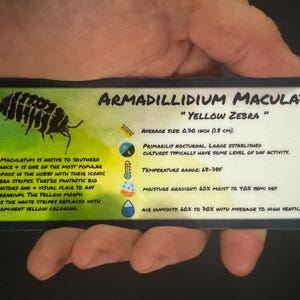 May include: A rectangular sign held in a hand, featuring the text "Armadillidium Maculatum Yellow Zebra." The sign includes an illustration of a zebra isopod and details about its size (0.70 inch), temperature range, and habitat.