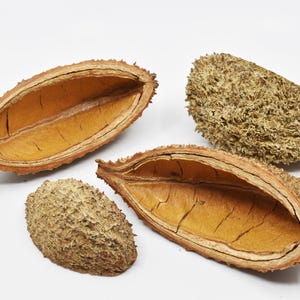 Bolsa Pastor Pod Natural Terrarium Vivarium Isopod Botanical Decor