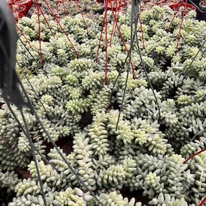 6&quot; Sedum Donkey&#39;s Tail, Hanging Burro Tail, Live Succulent Donkey Tail, Trailing Long Plant  for Plant Lovers, House Plant, Patio Plant.