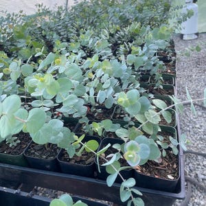 baby Blue eucalyptus fresh Seed