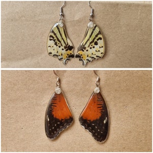 echte Schmetterlingsohrringe, Schmetterlingsflügel aus Harz, gelber Schmetterling – Graphium Antiphates; Rot/Orange Schmetterling - Chetosia biblis