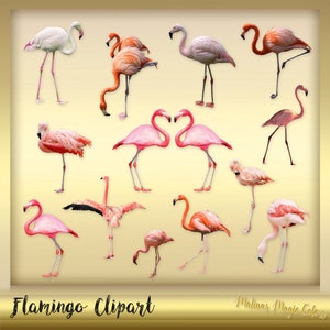 15 Flamingo Cliparts - Pink Flamingo Clipart - exotic Birds - realistic flamingo clipart - Instant Download - png files