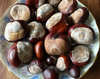 Horse Chestnut Buckeye Conker