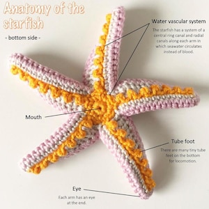 Zeesterpatroon pdf, zeester haakpatroon, zeester pdf, zeester gehaakt pdf, amigurumi zeester speelgoed, pdf digitale download