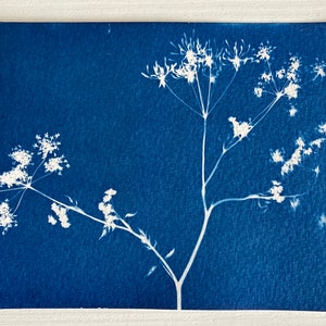 Carte postale Cyanotype