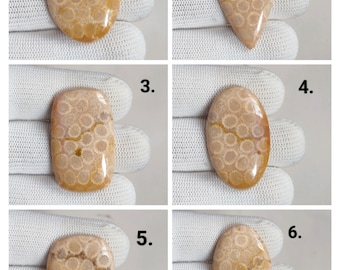 Pode incluir: Seis cabochões de coral polidos, em forma oval, com uma textura natural porosa e uma mistura de tons bege e castanho-dourado. Cada pedra é única, mostrando os intrincados padrões do coral. Os cabochões são exibidos em uma superfície branca.