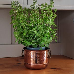 May include: A vibrant green basil plant with small white flowers growing in a grey plastic pot, which is placed inside a round, hammered copper planter featuring two brass-coloured metal ring handles on the sides for a decorative finish.