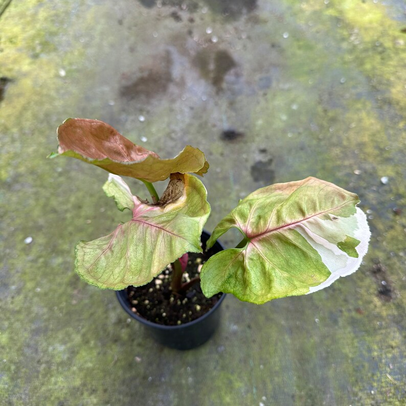 BradysPlantExchange Syngonium Strawberry Ice - Thumbnail 2