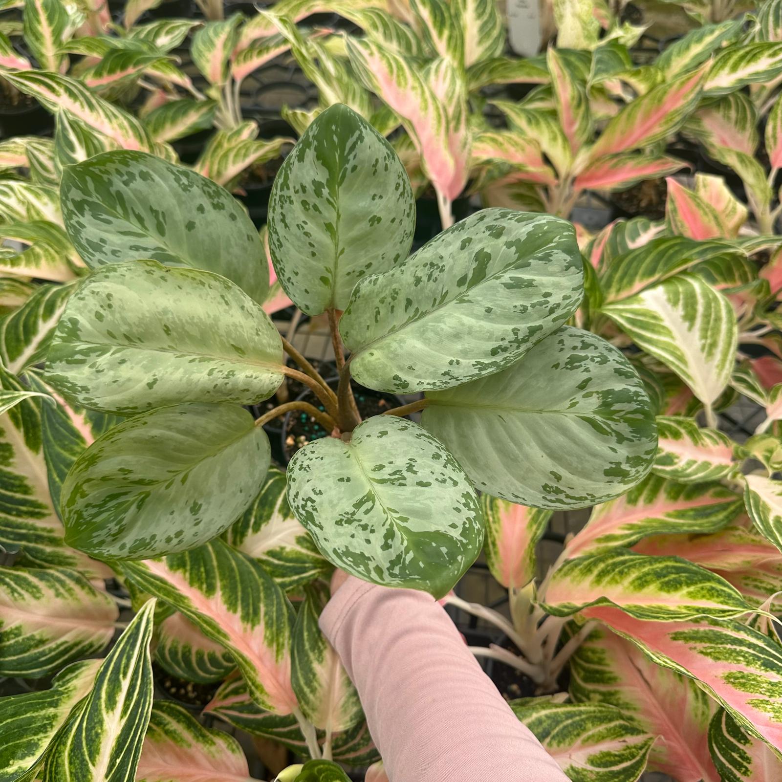 US Seller Aglaonema Seafoam 