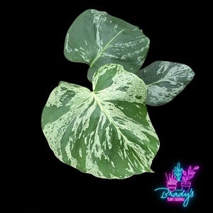 May include: A variegated Monstera plant with three large, heart-shaped leaves featuring a mix of deep green and creamy white marbled patterns. A neon-style logo in the bottom right corner displays the text Brady's Plant Exchange.