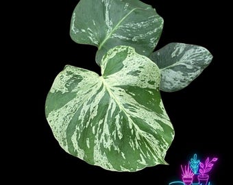 May include: A variegated Monstera plant with three large, heart-shaped leaves featuring a mix of deep green and creamy white marbled patterns. A neon-style logo in the bottom right corner displays the text Brady's Plant Exchange.