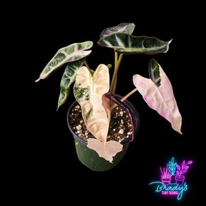 US Seller EXACT PLANT Variegated Alocasia Bambino Pink Exact Rooted Live Plant - 4 Inch Pot