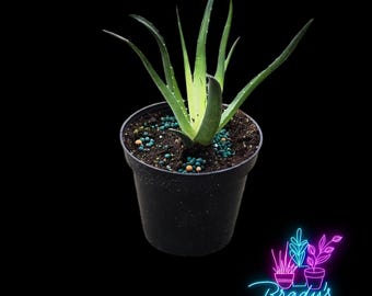 US Seller Aloe Solar Flare Rooted Live Plant- 4 inch pot Pot