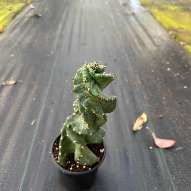 US Seller Spiral Cactus Cereus forbesii 'Spiralis' Rooted Live Plant - Thumbnail 4