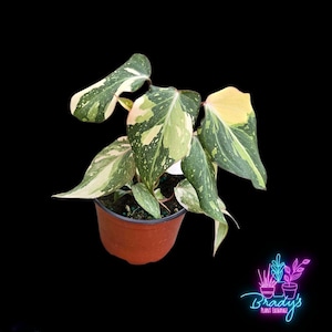 US Seller EXACT PLANT Variegated Philodendron Gloriosum Exact Rooted Live Plant - 3.5 Inch Pot