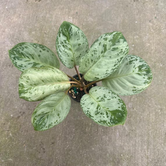 あられAglaonema“ANDAMAN” 芋 Aglaonema rotundum 'Anjamanee' - Gabbar Farms