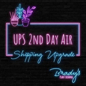 May include: Neon sign with pink and blue text on a black brick wall background. The sign reads "UPS 2ND DAY AIR Shipping Upgrade Brady's PLANT EXCHANGE".