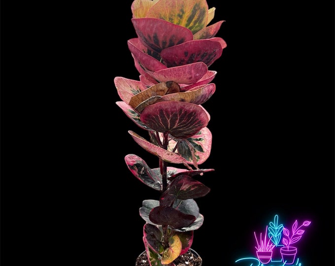 Chocolate JAMAICAN CROTON Graptophyllum Pictum 3 4 Rooted Cutting