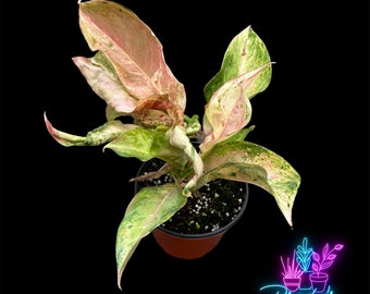 US Seller Ultra Rare EXACT PLANT Aglaonema Mutation  Exact Rooted Live Plant - 6 Inch Pot