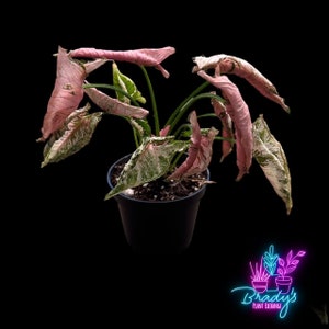 US Seller Rare Syngonium Pink Rolli Rooted Live Plant - 4 Inch Pot