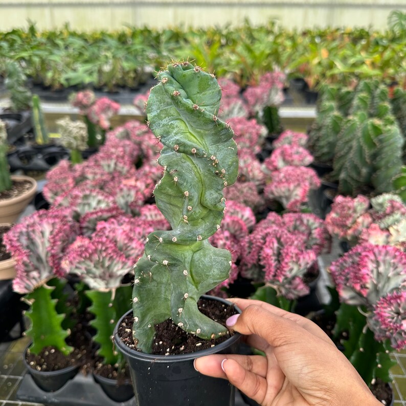 US Seller Spiral Cactus Cereus forbesii 'Spiralis' Rooted Live Plant - Thumbnail 3