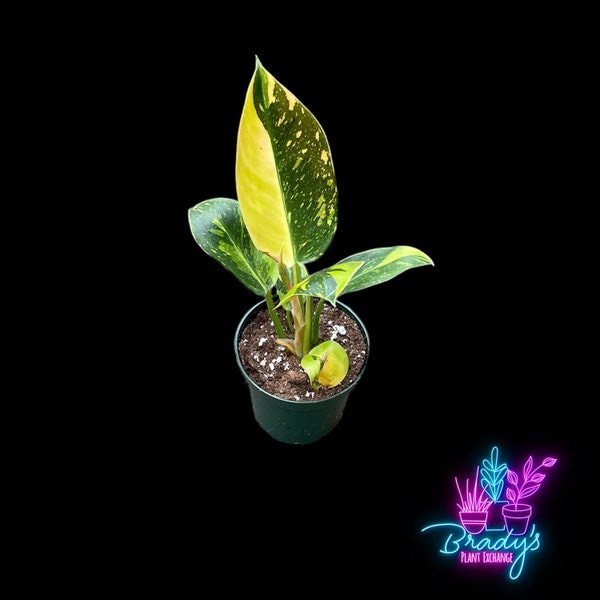 US Seller EXACT PLANT Philodendron Green Congo  Hybrid  Exact High Variegation Exact Rooted Live Plant- 4 Inch Pot