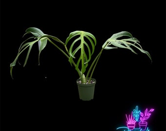 US Seller EXACT PLANT Large Monstera Burle Marx Flame Exact Rooted Live Plant - 6 Inch Pot