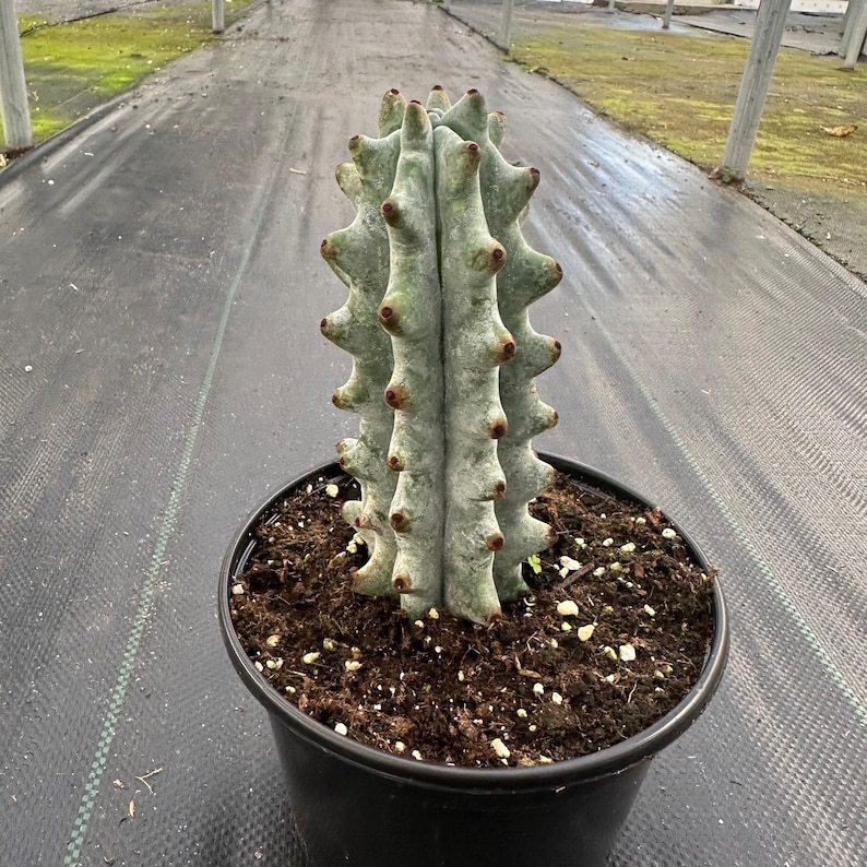 Stenocereus Beneckei Plant - Thumbnail 3