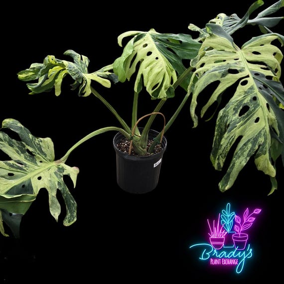 Z-4626 -AL 122 Monstera Deliciosa White Snow variegated モンステラ