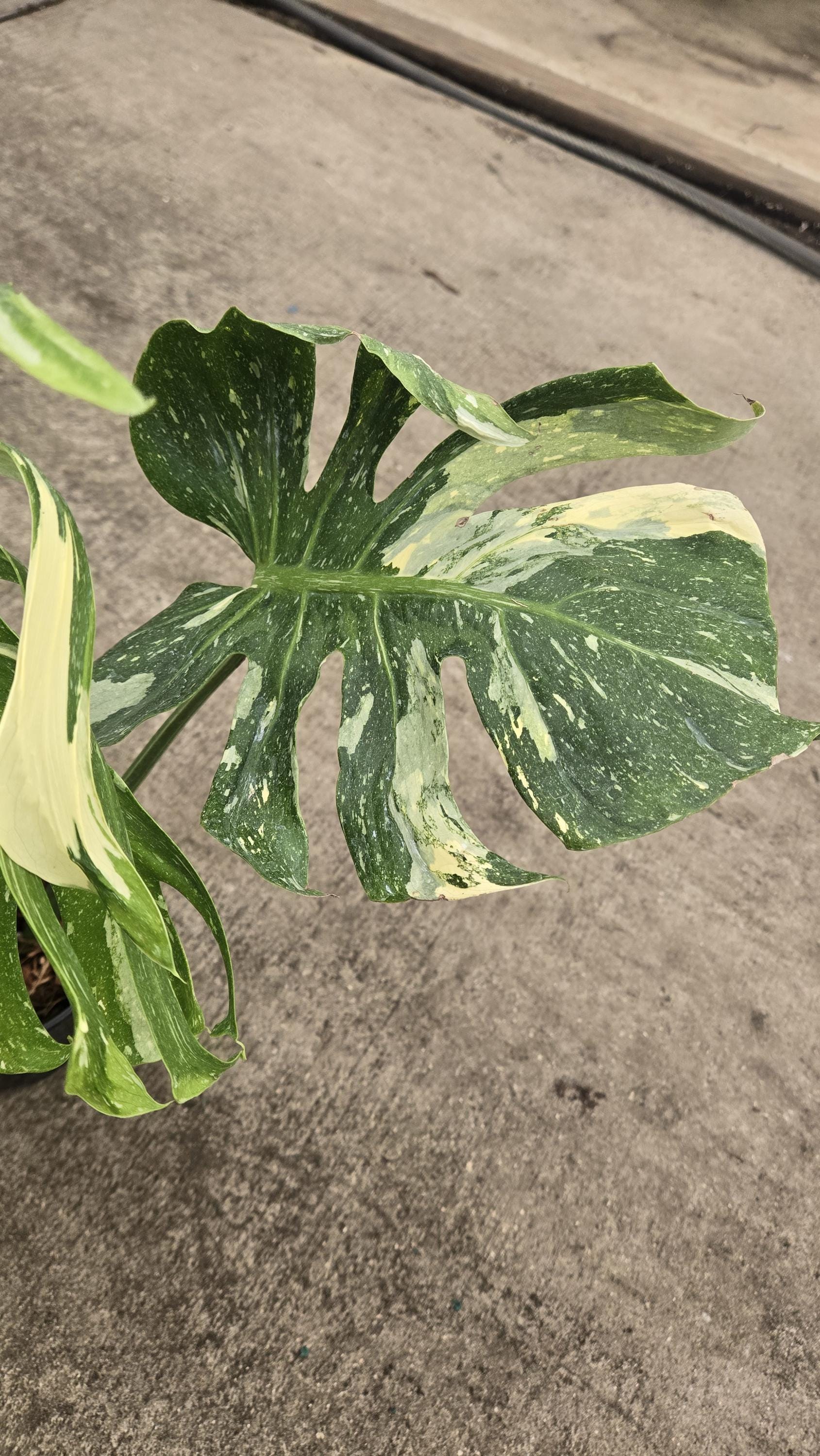 US Seller EXACT PLANT Ultra Rare Monstera Deliciosa Medusa
