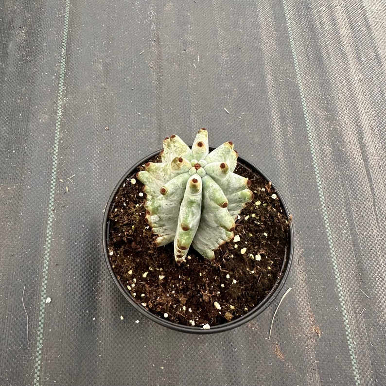 Stenocereus Beneckei Plant - Thumbnail 4