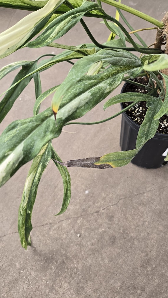 US Seller EXACT PLANT Variegated Philodendron Paloraense Rooted Live Plant  - 8 Inch - Etsy