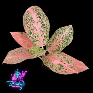 US Seller Rare Aglaonema Orange Stardust Live Rooted Plant- 4 Inch Pot