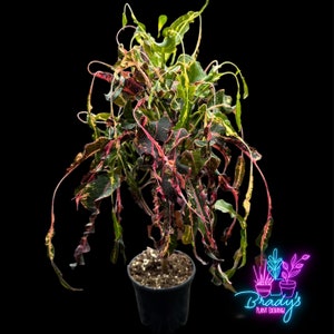 US Seller Rare Croton Fireworks Rooted Live Plant - 4 Inch Pot