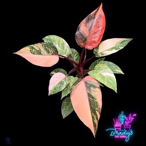 US Seller EXACT PLANT Philodendron Orange Princess Marble Exact Rooted Live  Plant - 4" Inch Pot - Etsy