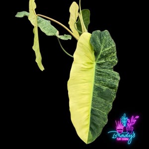 US Seller EXACT PLANT Philodendron Paraiso Verde Aurea Exact Live Rooted Plant 10 Inch Pot