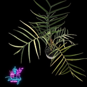 US Seller EXACT PLANT Variegated Philodendron Tortum Exact Rooted Live Plant  - 4 Inch