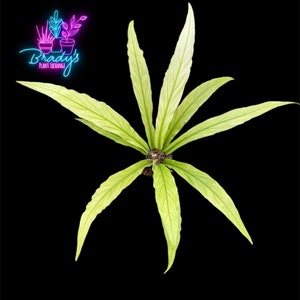 Anthurium Scorpion - Etsy