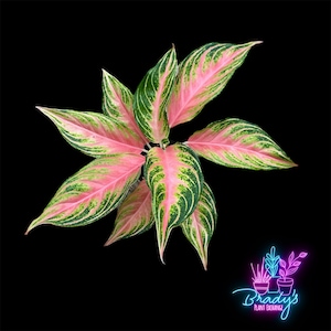 US Seller Rare Aglaonema New Pink Kamkoon Live Rooted Plant
