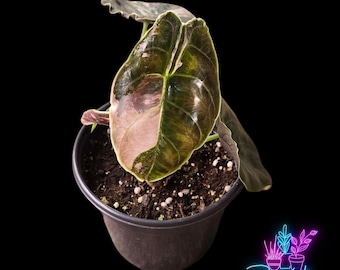 Alocasia Azlanii Red Mambo Starter Plant **(ALL Plants Require You
