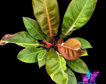 US Seller Philodendron Cherry Red Mint - Etsy