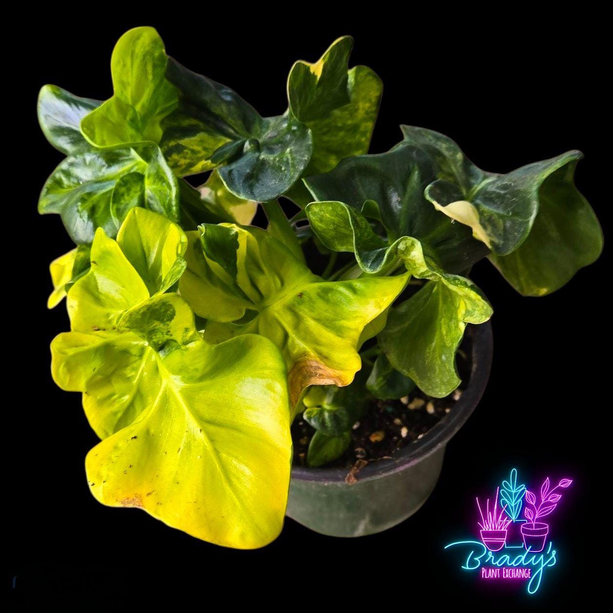plants for purple serum Color Spires 'Violet Riot' Salvia main image 0