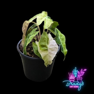 US Seller Alocasia Polly Variegated Rooted Live Plant - 4 Inch Pot