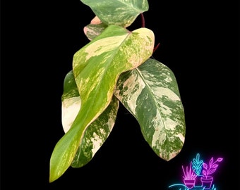 US Seller Philodendron Strawberry Shake  Live Rooted Plant-4 Inch Pot