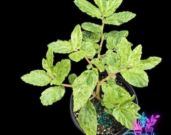 US Seller Begonia Peppermint Rooted Live Plant - 4 Inch Pot