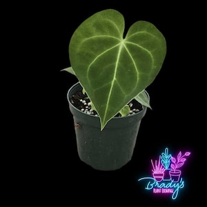 US Seller Anthurium Clarinervium  Live Rooted Plant - 4 inch Pot