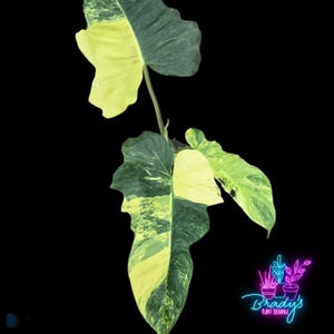 US Seller EXACT PLANT Variegated Philodendron Lime Fiddle Rooted Live Plant  - 4 Inch