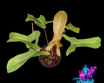 May include: A Philodendron Florida Beauty plant in a black plastic pot with dark soil. The plant features lobed green leaves and one prominent, elongated, light-colored leaf. A neon logo in the bottom right corner reads Brady's Plant Exchange.