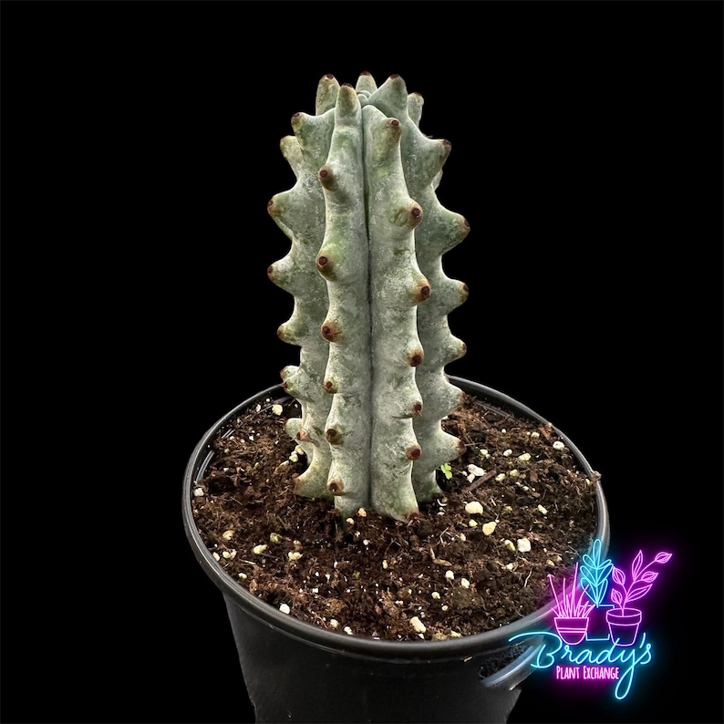 Stenocereus Beneckei Plant